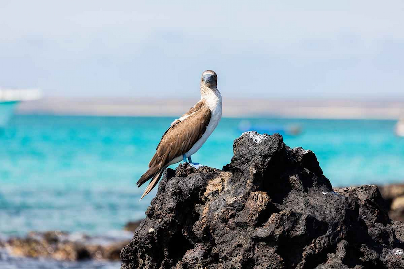 Baltra | Galapagos Blue Footed