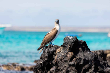 Baltra | Galapagos Blue Footed